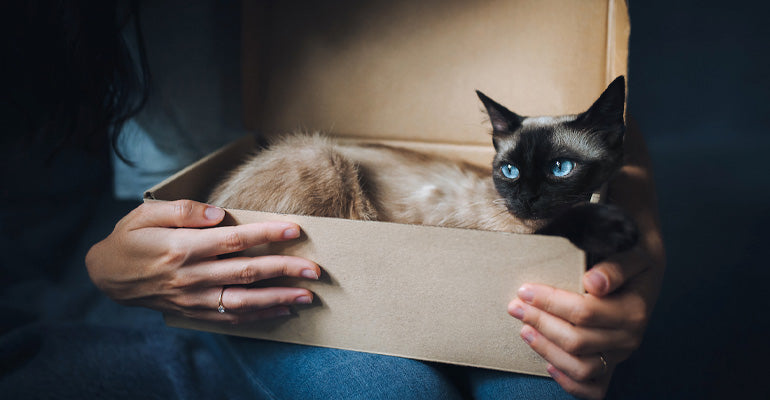 Katze mit blauen Augen | Faszinierende Fakten rund ums Katzenauge