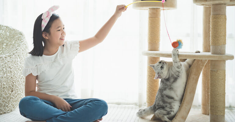 Katzentraining | 7 Tipps für eine perfekte Beziehung zu deiner Katze