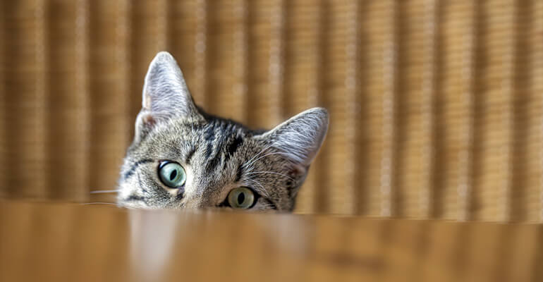 Katzenohren: 4 Fakten über die multifunktionalen Super-Lauscher