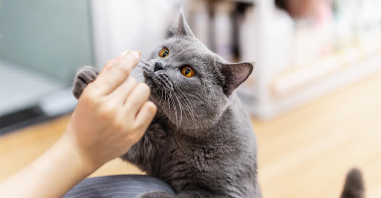 Schnurrhaare & Co: Das verrät dir die Mimik deiner Katze