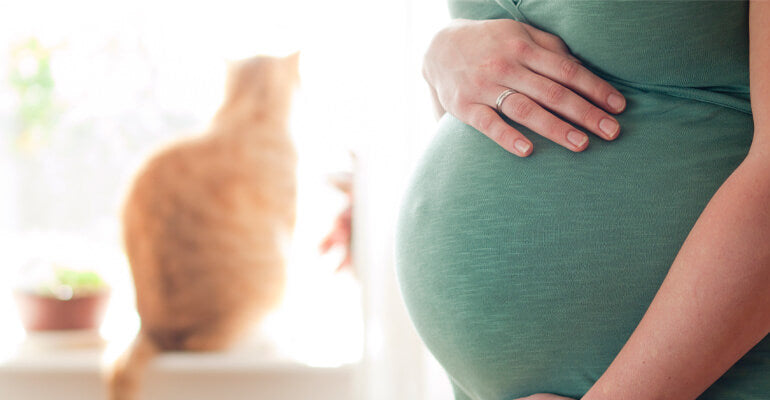 Schwangerschaft und Katzen - Was das Verhalten deiner Katzen bedeutet