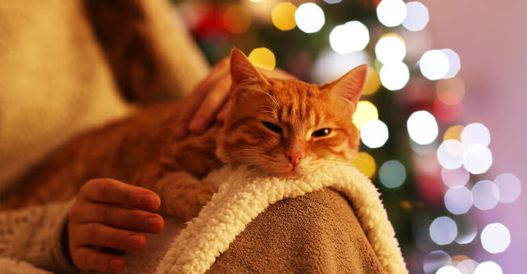 Katze entspannen | 4 Anti-Stress-Tipps für die Feiertage