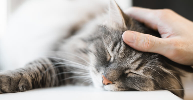 Können Katzen träumen? Und Warum schlafen sie so viel?