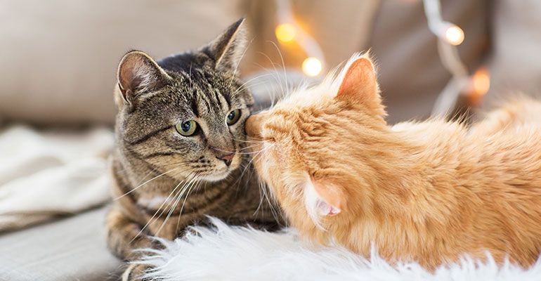 Katzenstreit im Herbst & Winter: Stressfrei durch die kalte Jahreszeit