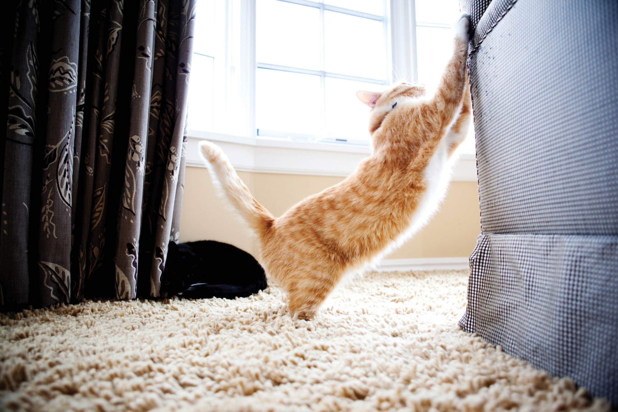 Katze zerkratzt Sofa - Was du jetzt tun kannst