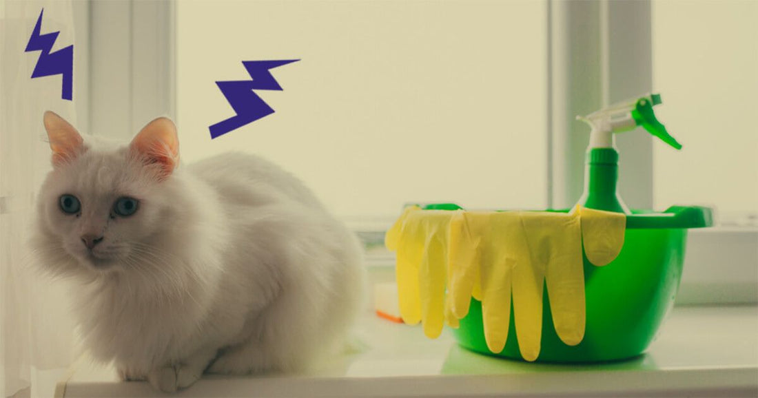 Katzenurin entfernen in 6 Schritten