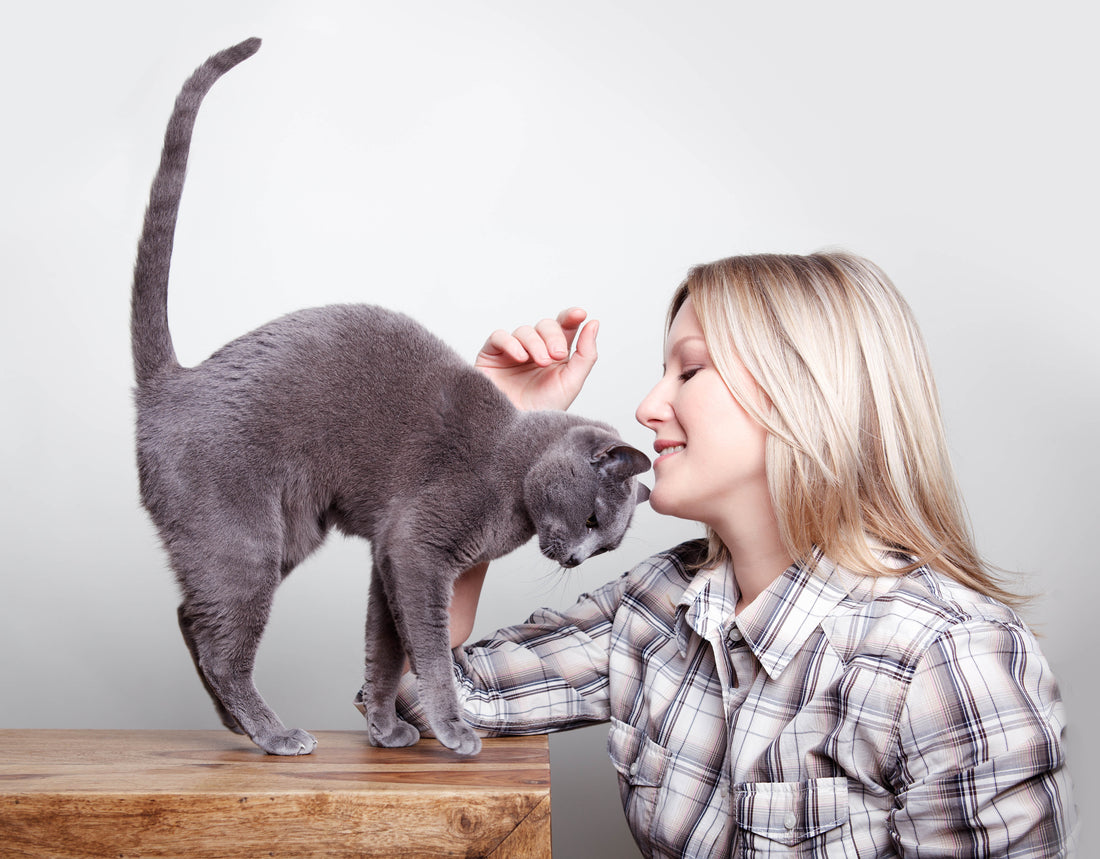 7 Gründe, warum Menschen und Katzen füreinander geschaffen sind