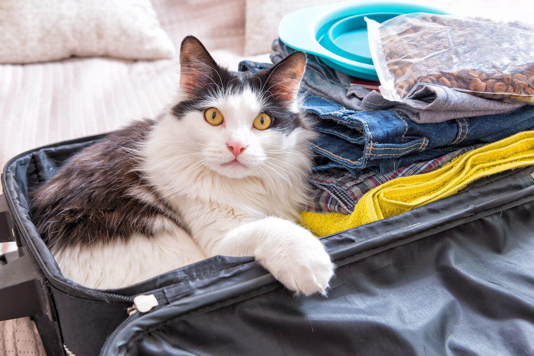 Katzenpension: So erleichterst du deiner Katze Transport & Aufenthalt