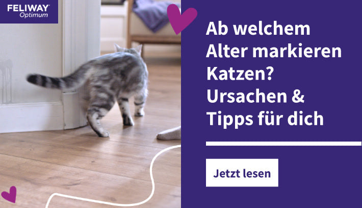 Ab welchem Alter markieren Katzen? Ursachen & Tipps für dich