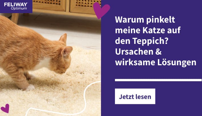 Warum pinkelt meine Katze auf den Teppich? Ursachen & wirksame Lösungen