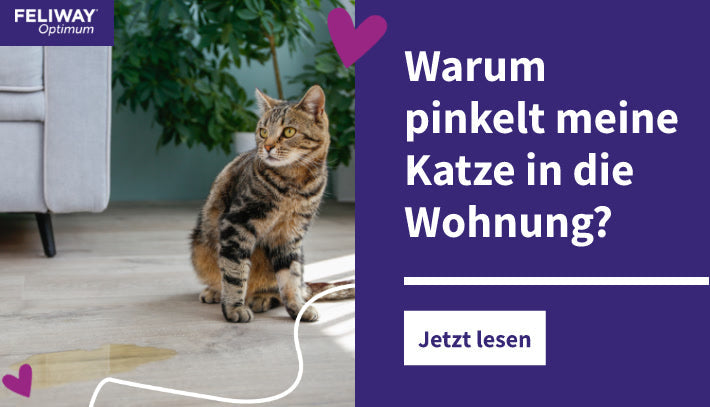 Warum pinkelt meine Katze in die Wohnung?