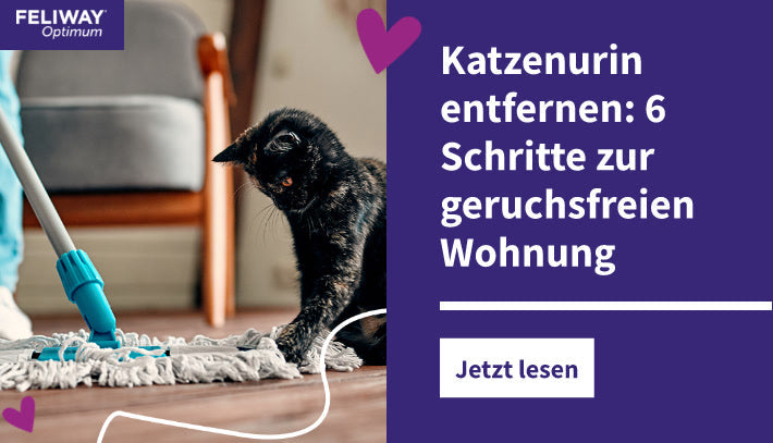 Katzenurin entfernen: 6 Schritte zur geruchsfreien Wohnung