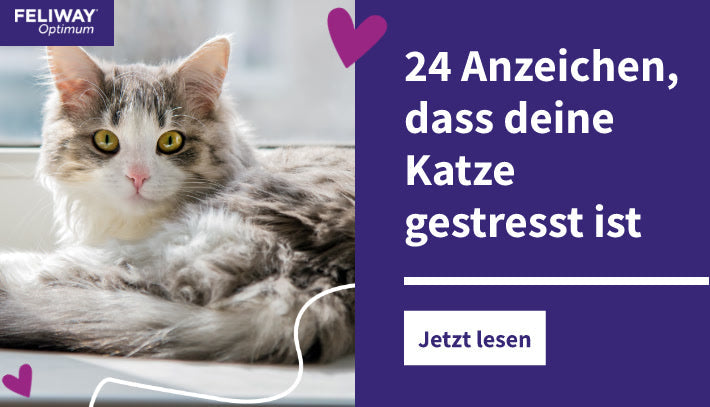 24 Anzeichen, dass deine Katze gestresst ist