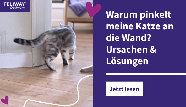 Warum pinkelt meine Katze an die Wand? Ursachen & Lösungen