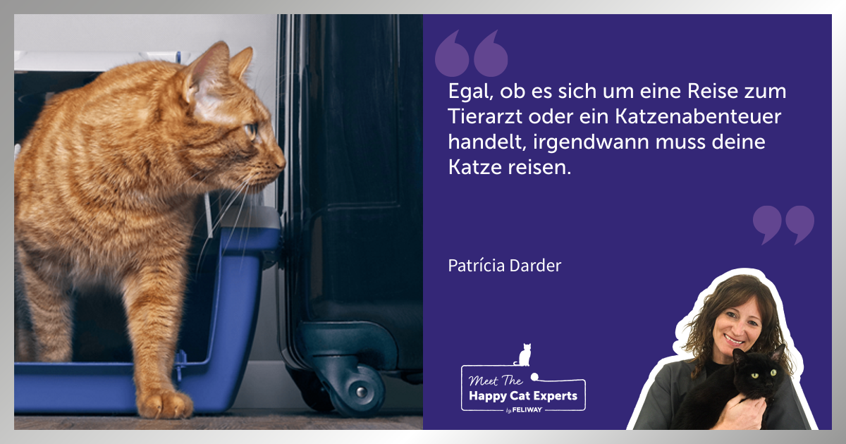 Die besten Tipps, für eine stressfreie Reise mit deiner Katze