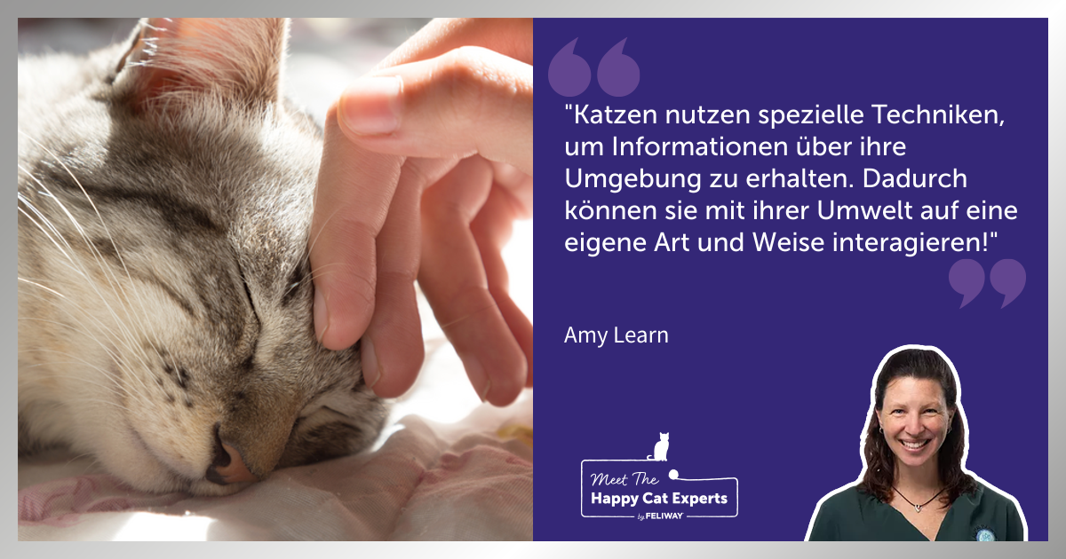 Der Tastsinn der Katze