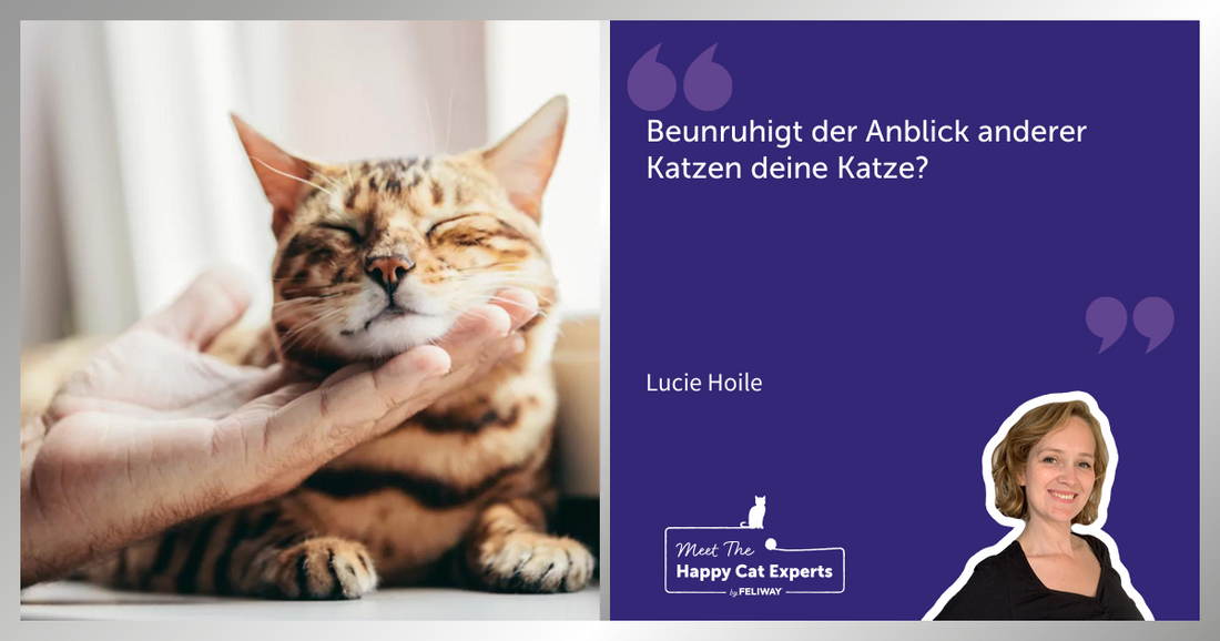 Katzenexpertin Lucy Hoile: Das Problem mit den Nachbar Katzen