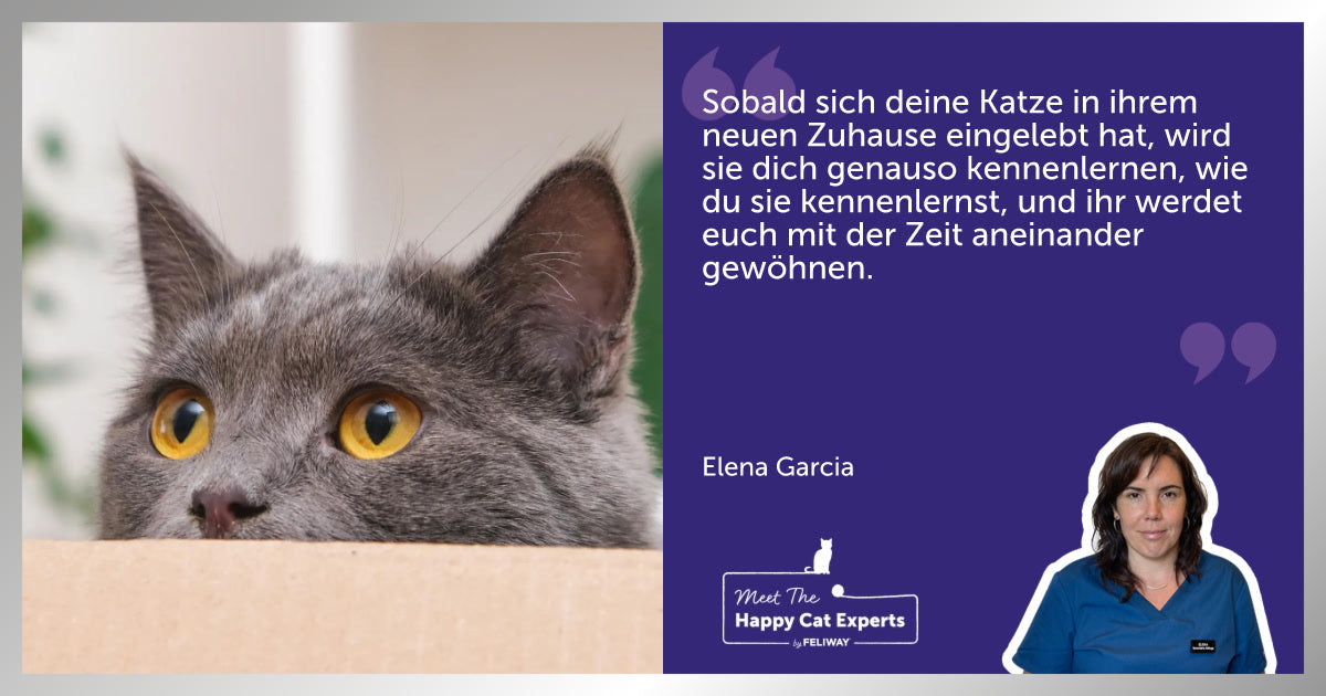 Wie sich eine adoptierte Katze erfolgreich im neuen Zuhause einlebt! Tipps von der Katzenexpertin