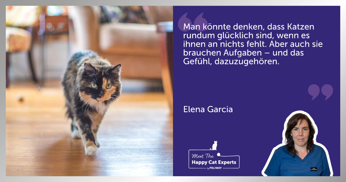 Ältere Katzen aktiv halten: Tipps von deiner Katzenexpertin für mehr Vitalität