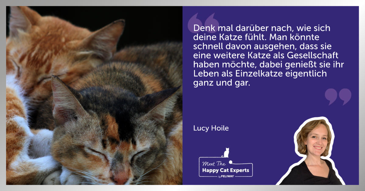 Solltest du eine weiter Katze adoptieren? Eine Katzenexpertin erklärt!