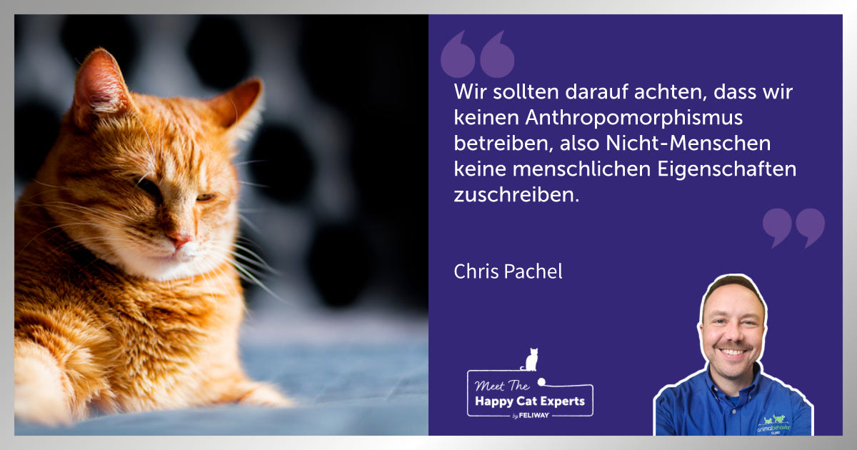 Katzenexperte: So hilfst du deiner trauernden Katze