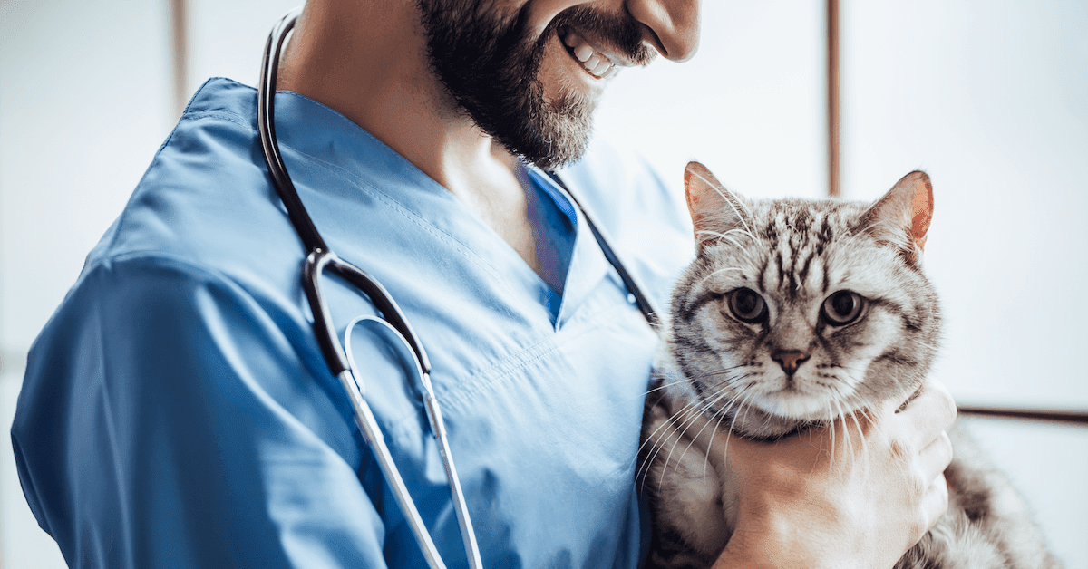 Tierarzt-Checkliste | Hast du eine gestresste Katze?