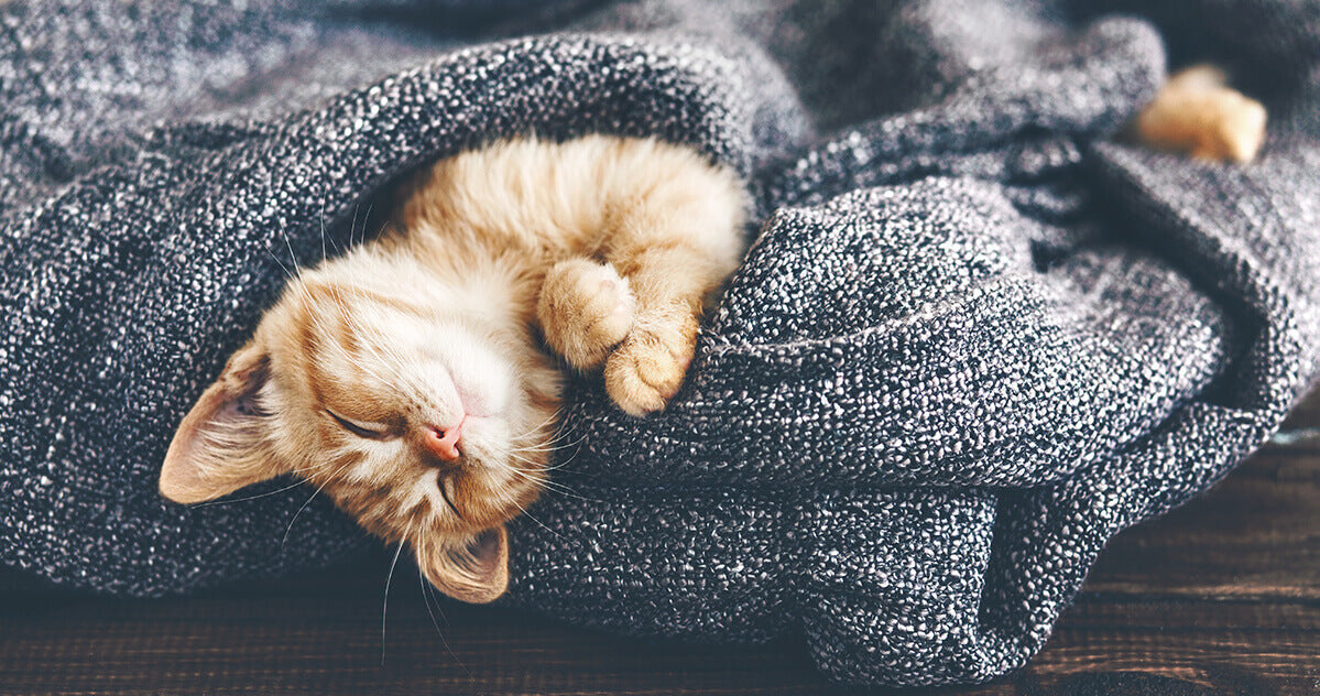 Wunderwerk Katze: Warum schlafen Katzen so viel?
