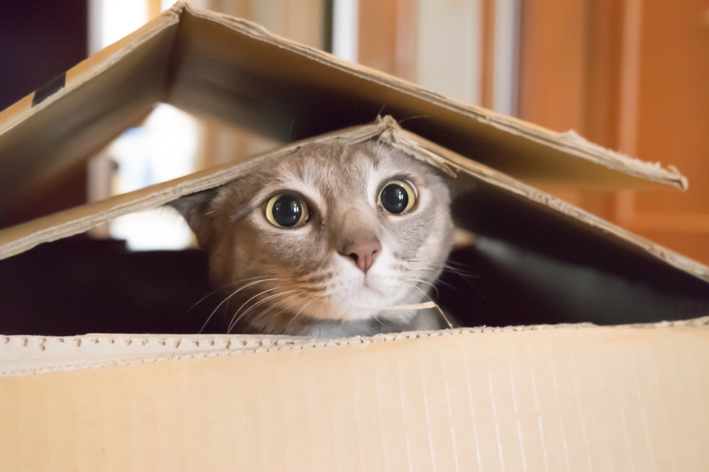 Warum lieben Katzen Kartons?