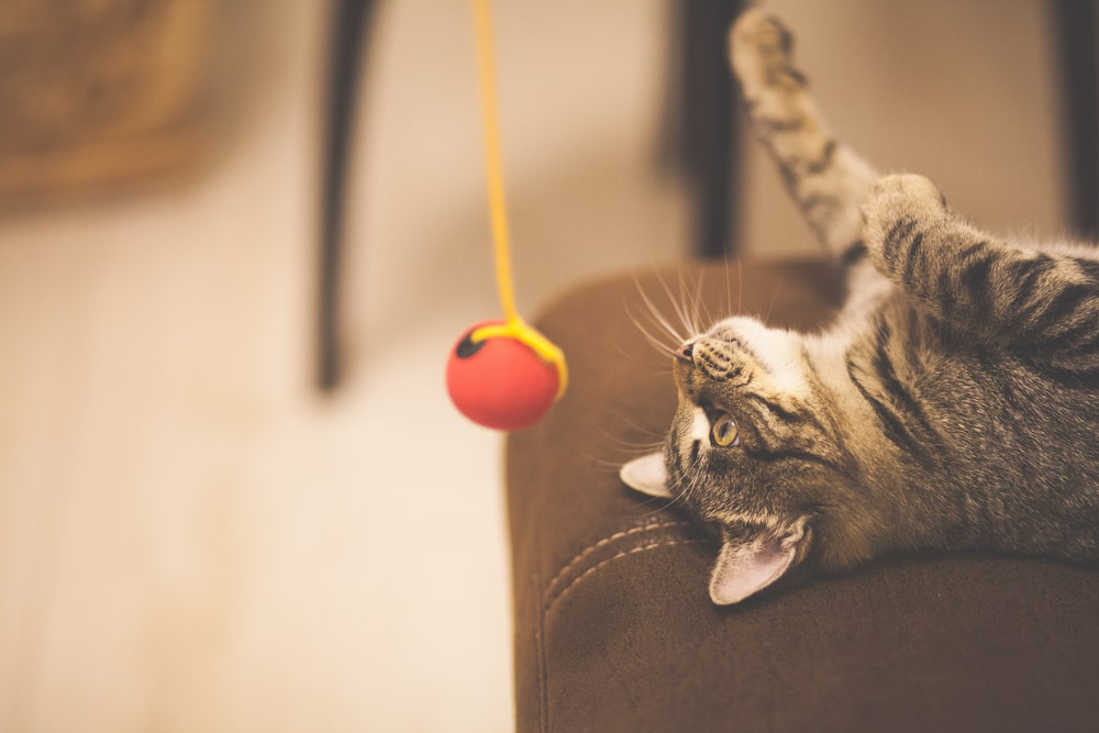 Katzenbeschäftigung: Tipps für ein katzenfreundliches Zuhause