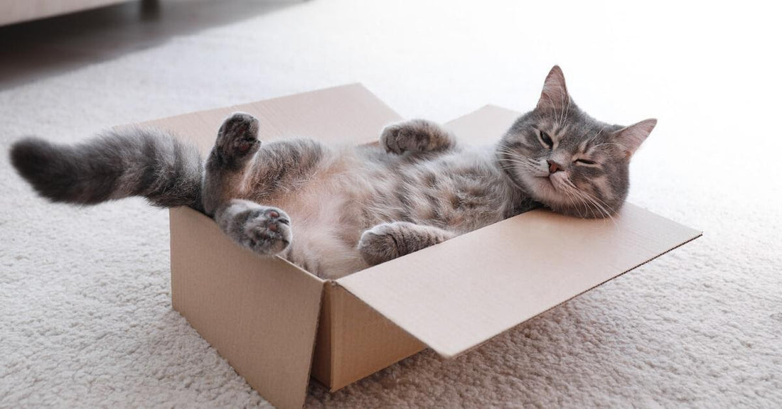Katze im Karton | Warum lieben Katzen Kartons?