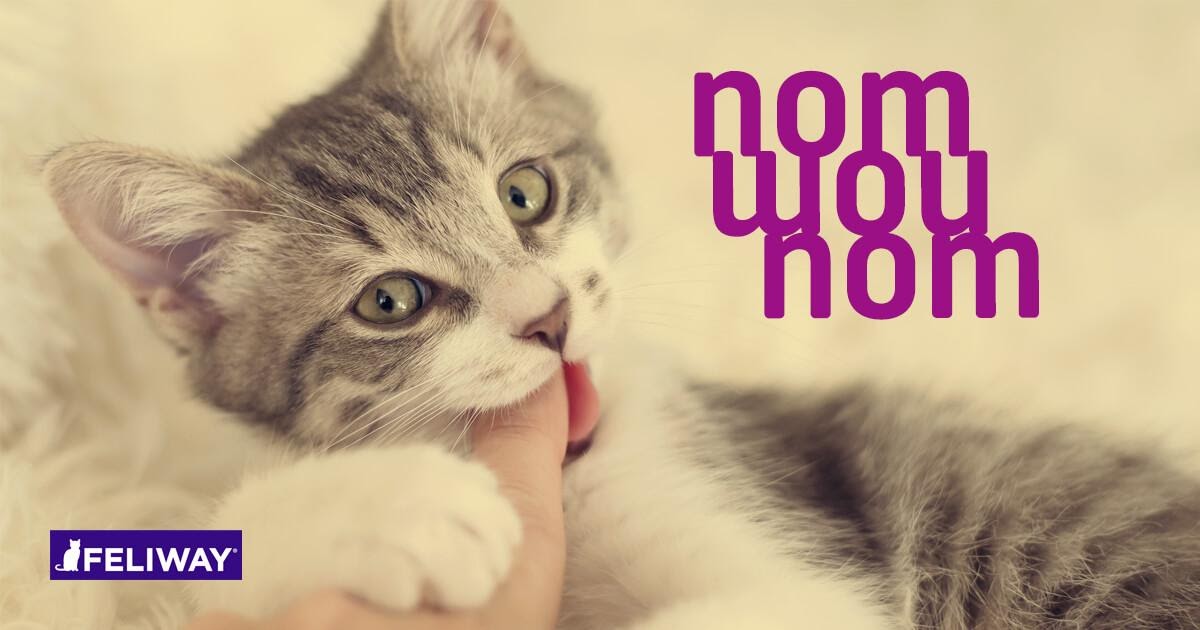 Katze beißt und kratzt - 8 Tipps, damit dein Stubentiger damit aufhört!