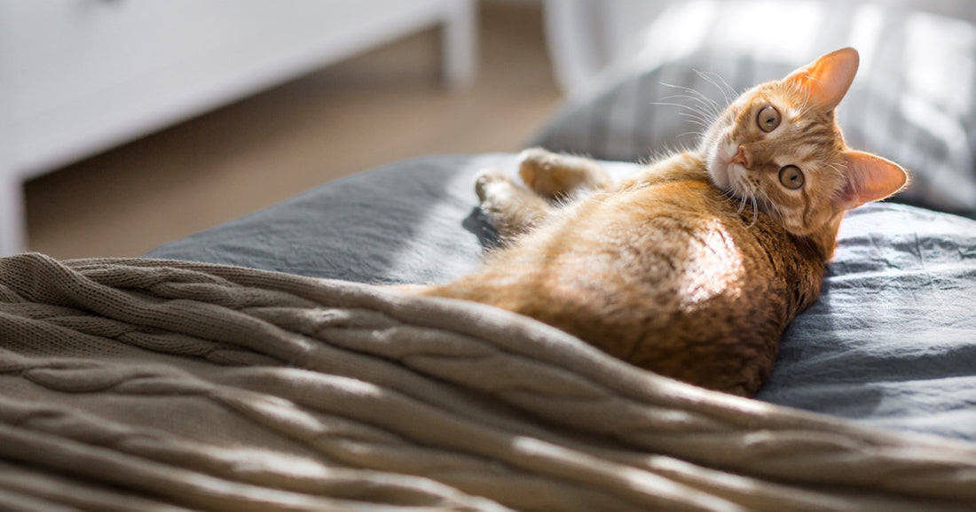 Katze macht ins Bett - Gründe und 6 Tipps, die dagegen helfen können!