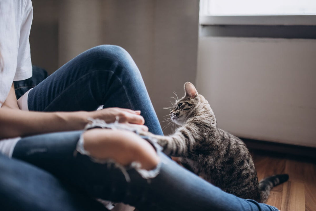 Katzenstress - die Sicht deiner Katze vs deine Ansicht