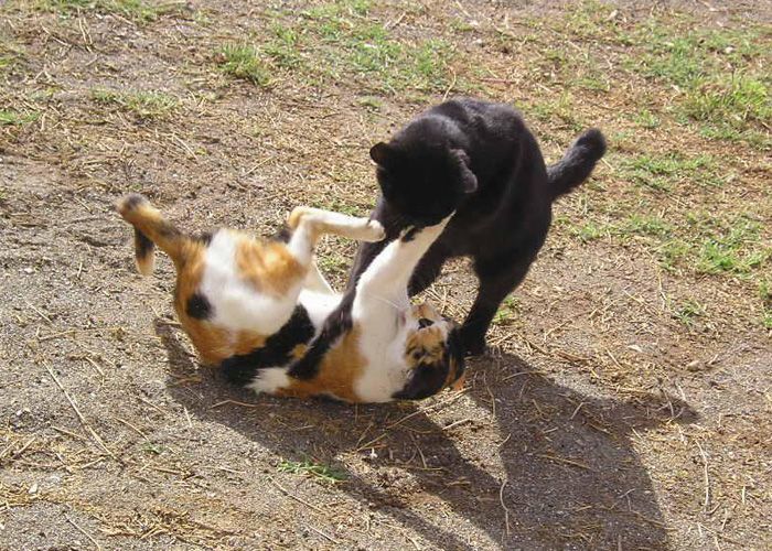 Streit bei Katzen - So zeigen Katzen ihre Konflikte (Teil 3)