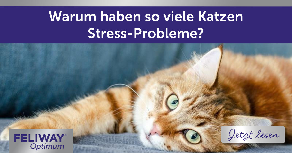Warum haben so viele Katzen Stress?