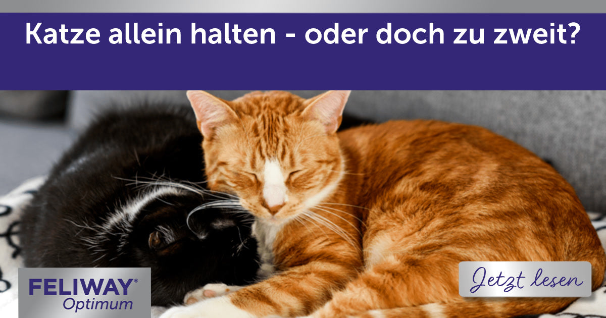 Katze allein halten - oder doch zu zweit?