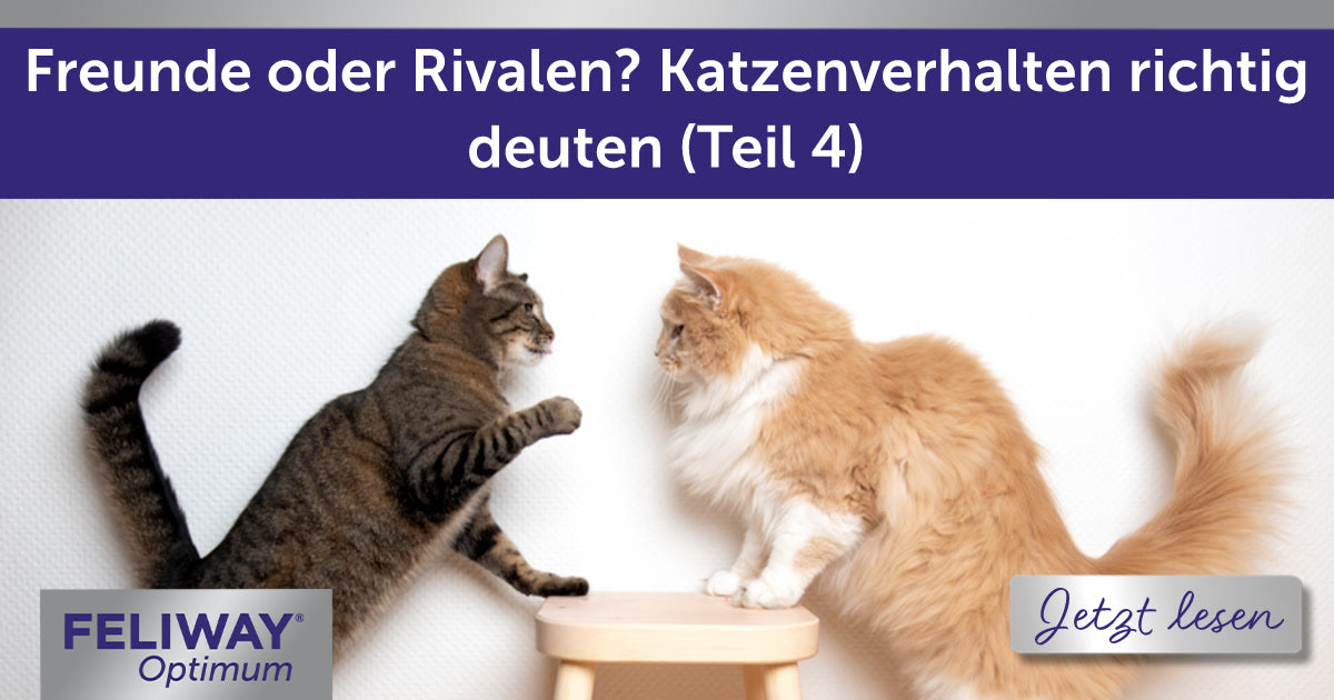 Freunde oder Rivalen? Katzenverhalten richtig deuten (Teil 4)