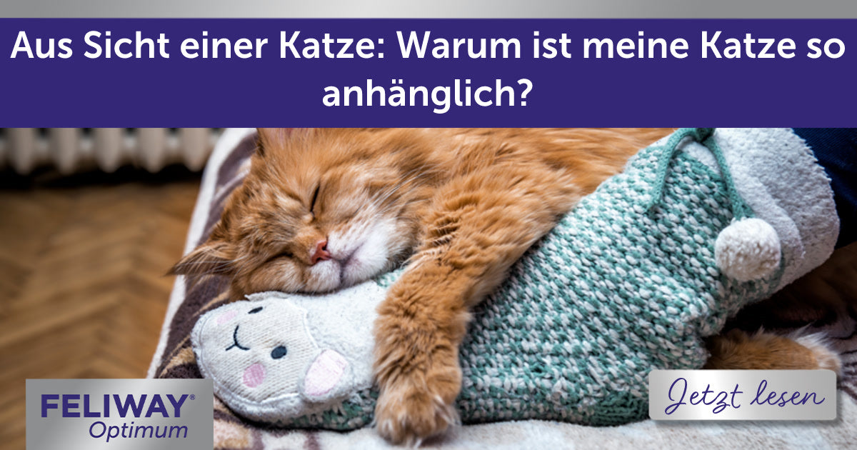 Warum Ist Meine Katze Plötzlich So Anhänglich www.feliway.de