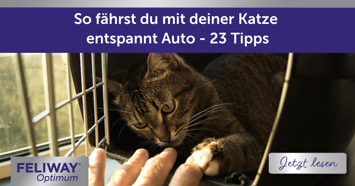 So fährst du mit deiner Katze entspannt Auto - 23 Tipps