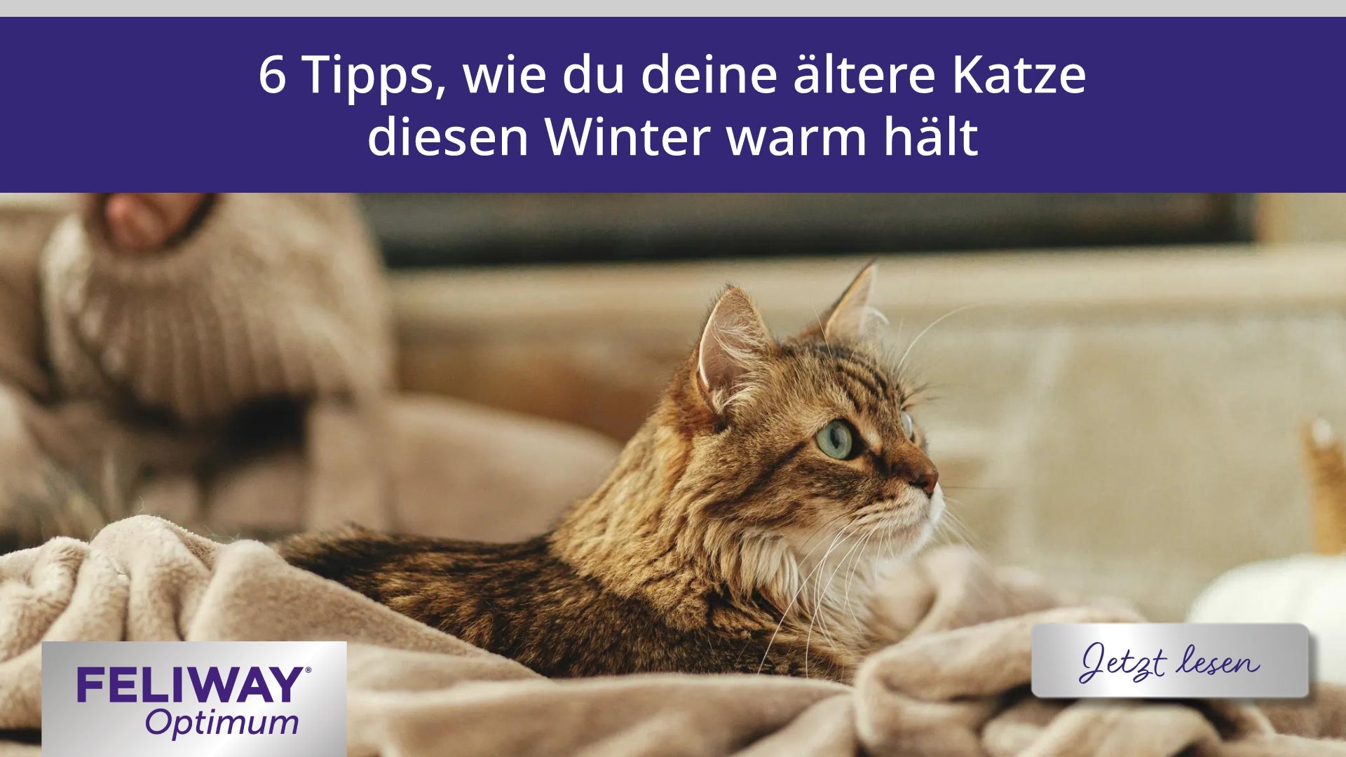 6 Tipps, wie du deine ältere Katze diesen Winter warm hälst
