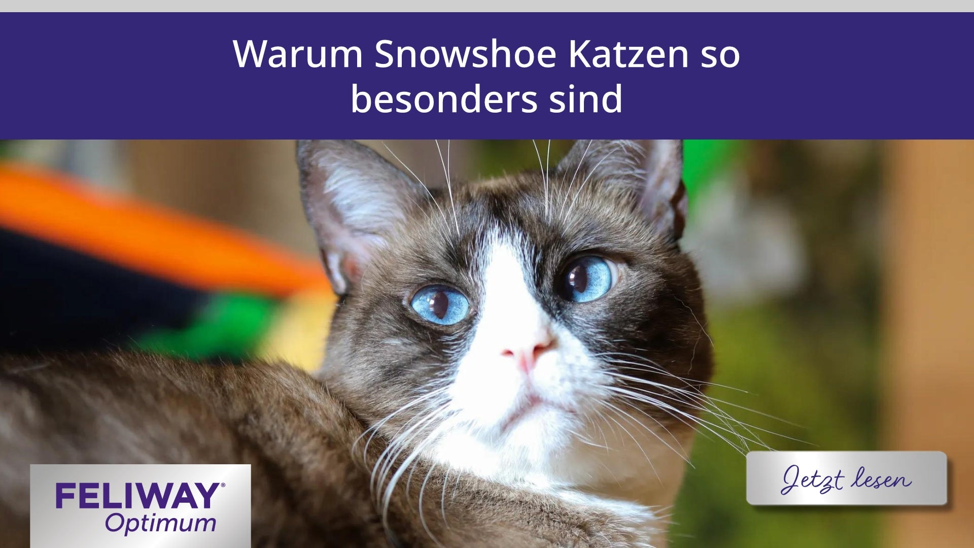 Warum Snowshoe Katzen so besonders sind