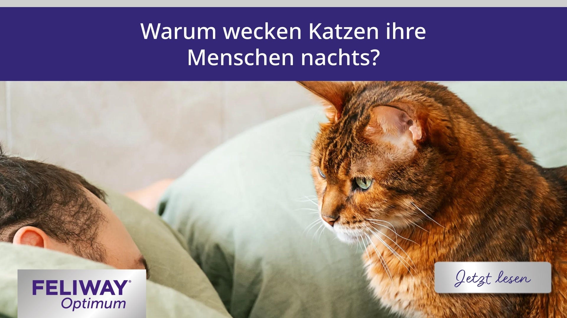 Warum wecken Katzen ihre Menschen nachts?