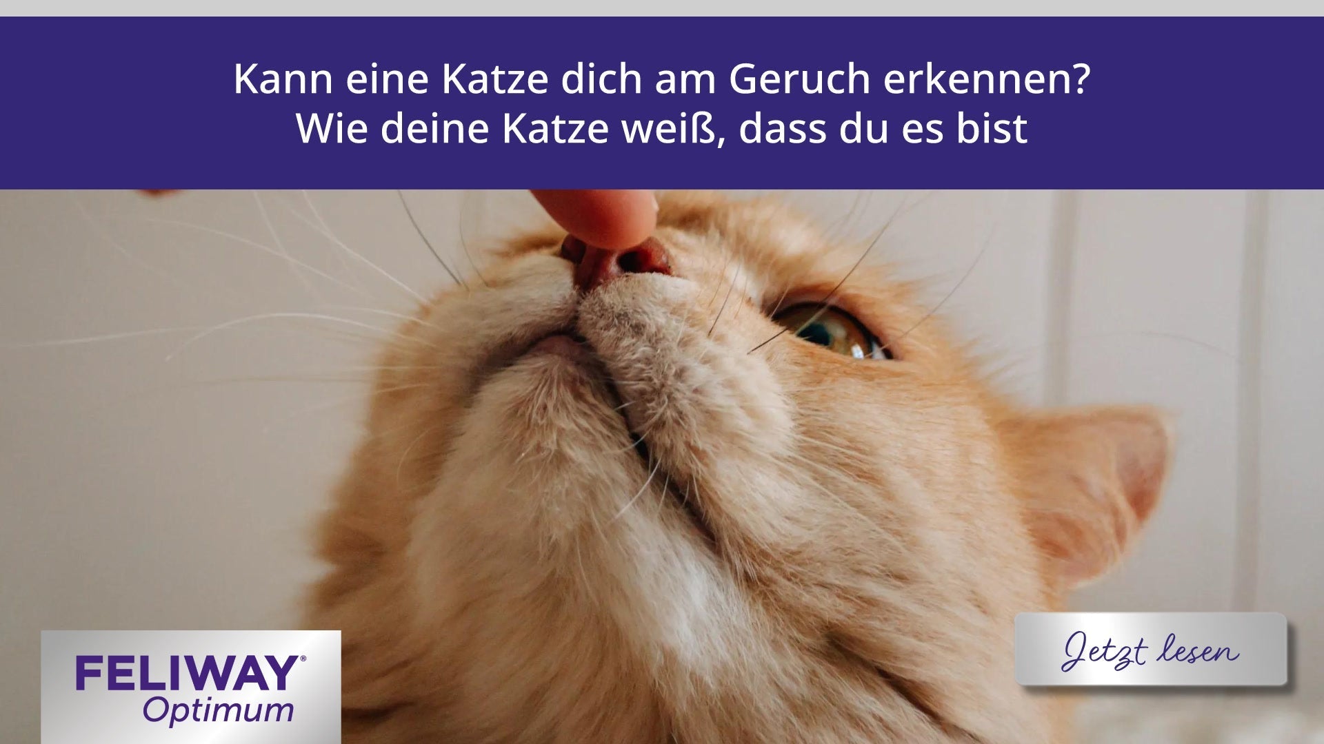 Kann eine Katze dich am Geruch erkennen? Wie deine Katze weiß, dass du es bist