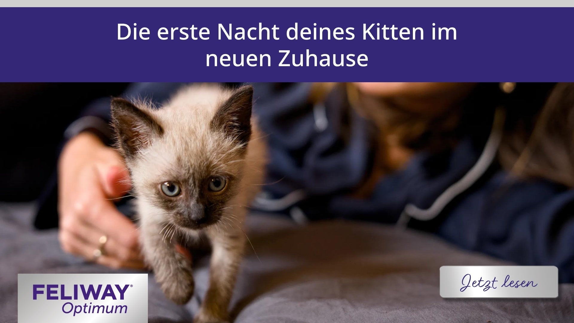 Die erste Nacht deines Kitten im neuen Zuhause