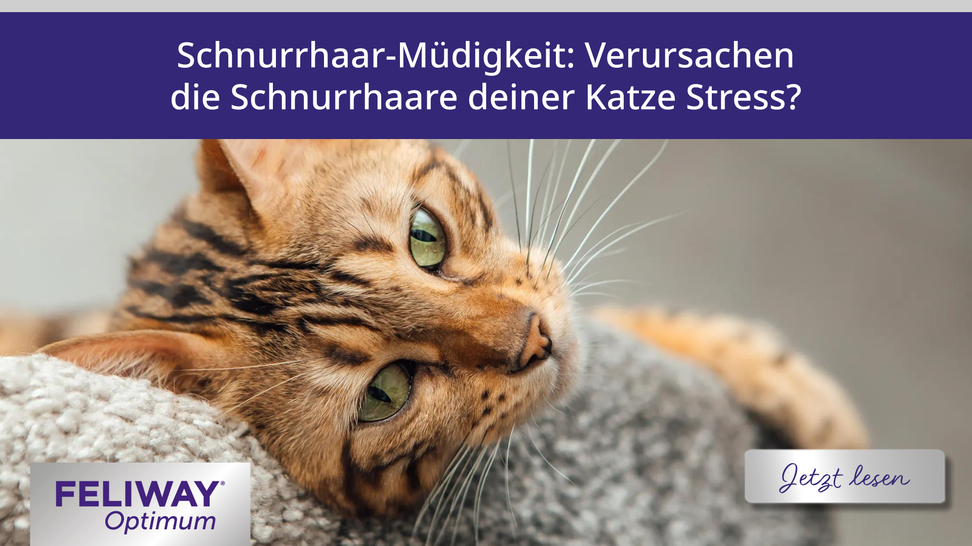 Schnurrhaar-Müdigkeit: Verursachen die Schnurrhaare deiner Katze Stress?