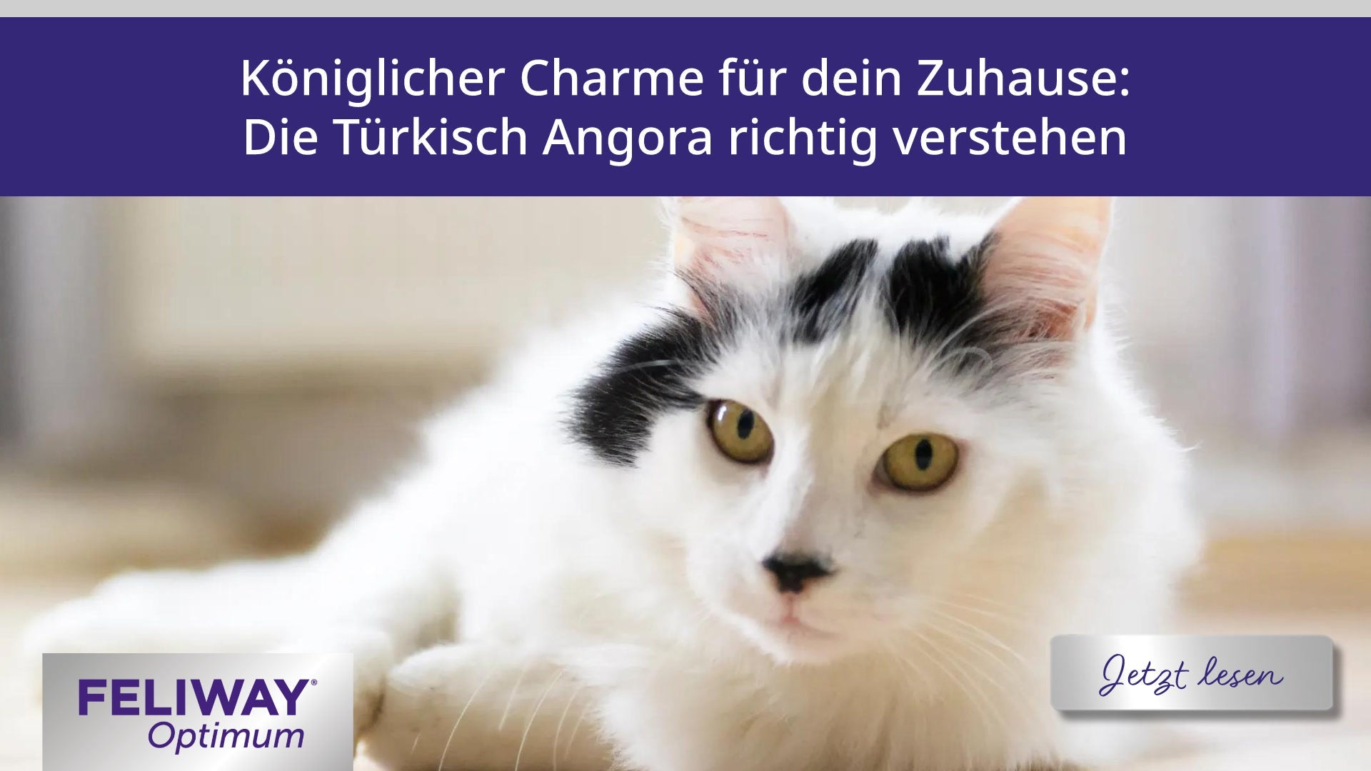 Königlicher Charme für dein Zuhause - Die Türkisch Angora richtig verstehen