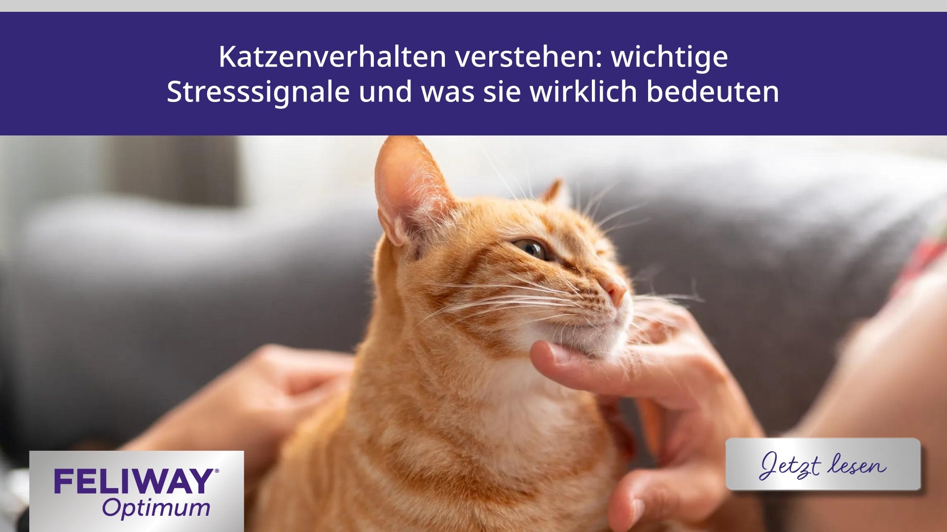 Katzenverhalten verstehen: wichtige Stresssignale und was sie wirklich bedeuten