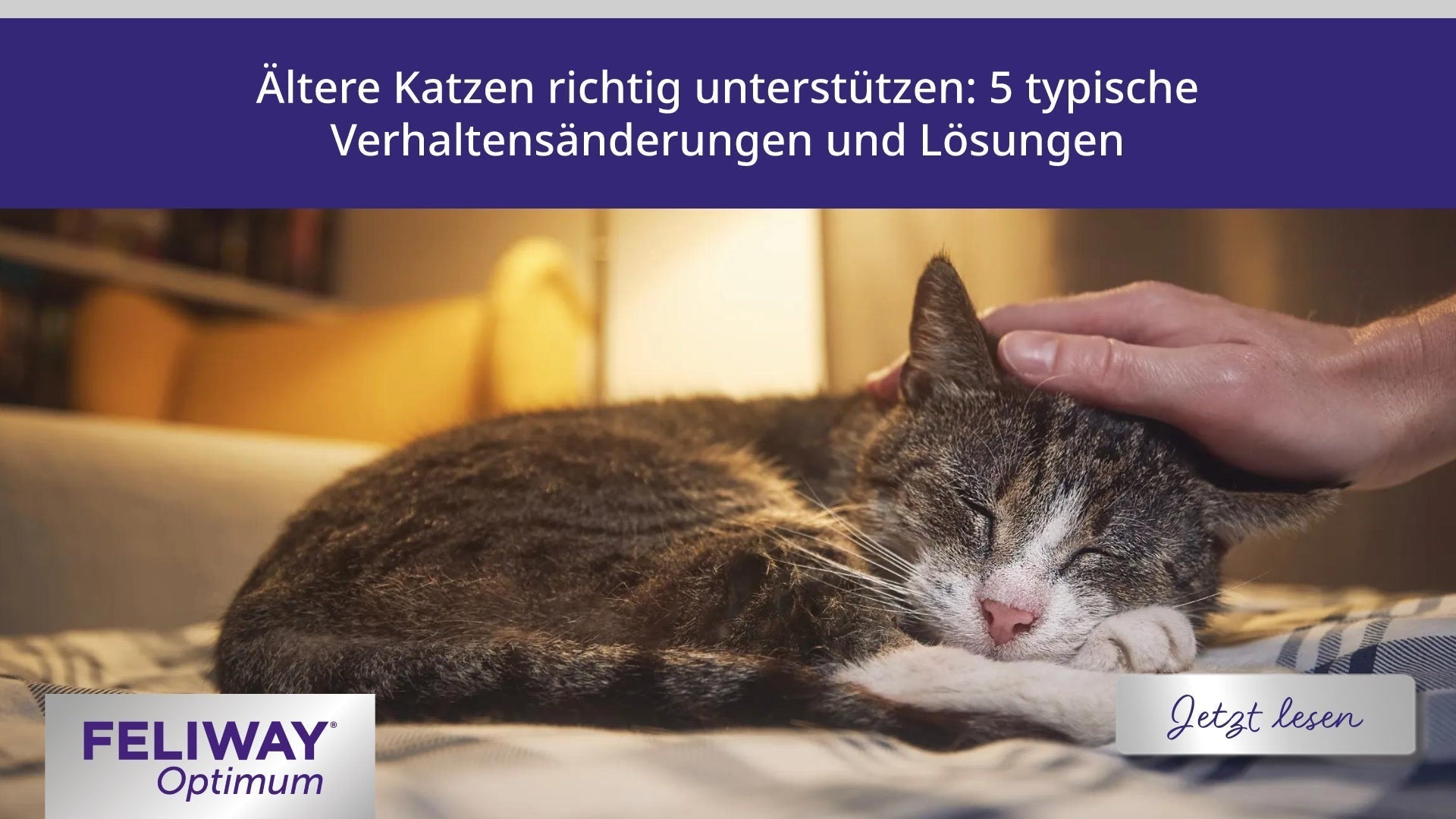 Ältere Katzen richtig unterstützen: 5 typische Verhaltensänderungen und Lösungen
