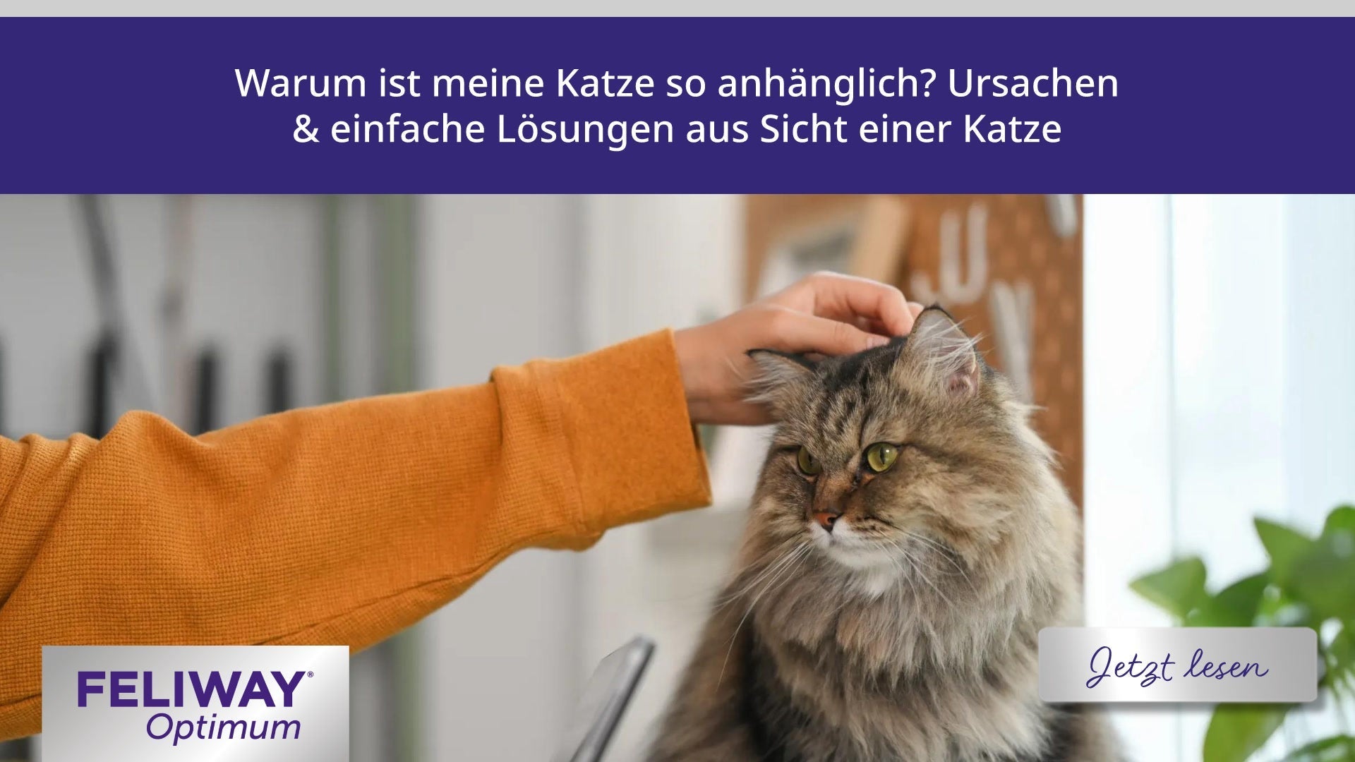 Warum ist meine Katze so anhänglich? Ursachen und einfache Lösungen aus Sicht einer Katze