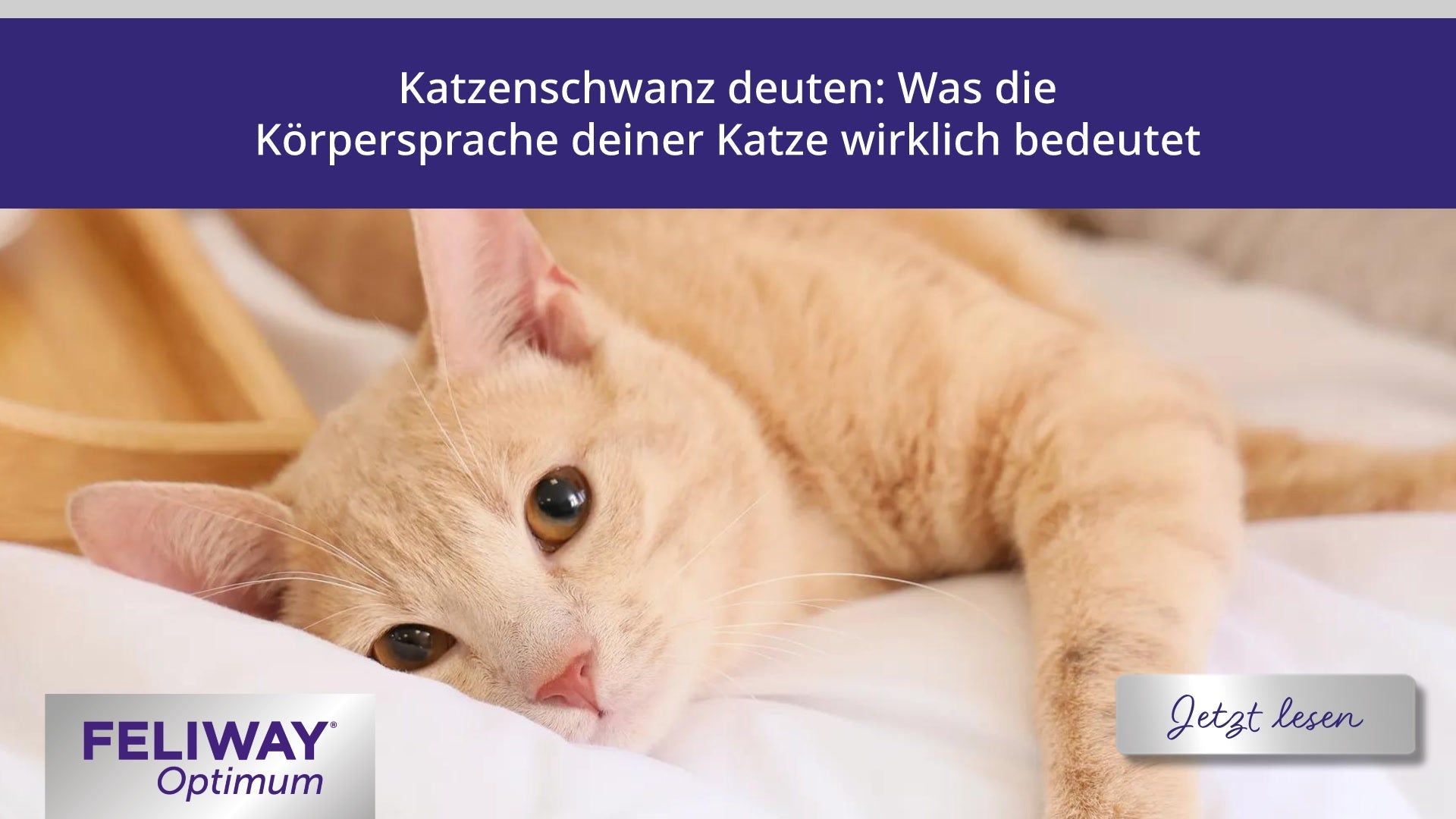 Katzenschwanz deuten: Was die Körpersprache deiner Katze wirklich bedeutet